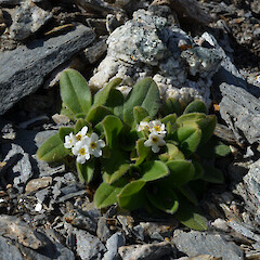 Mt Moltke, Fritz Range.<br>Photographer: Jane Gosden, Date taken: 15/01/2019, Licence: <a target='_blank' href='https://creativecommons.org/licenses/by-nc-sa/4.0'>CC BY-NC-SA</a>. <a class='member-message' href='/nzpcn/why-join-nzpcn/' target='_blank'>Members can view a larger version of this image.</a>