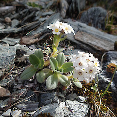 Mt Moltke, Fritz Range.<br>Photographer: Jane Gosden, Date taken: 15/01/2019, Licence: <a target='_blank' href='https://creativecommons.org/licenses/by-nc-sa/4.0'>CC BY-NC-SA</a>. <a class='member-message' href='/nzpcn/why-join-nzpcn/' target='_blank'>Members can view a larger version of this image.</a>