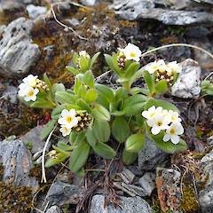 Mt Moltke, Fritz Range.<br>Photographer: Jane Gosden, Date taken: 15/01/2019, Licence: <a target='_blank' href='https://creativecommons.org/licenses/by-nc-sa/4.0'>CC BY-NC-SA</a>. <a class='member-message' href='/nzpcn/why-join-nzpcn/' target='_blank'>Members can view a larger version of this image.</a>