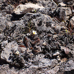 Hogs Back Track, Castle Hill.<br>Photographer: Jane Gosden, Date taken: 04/11/2022, Licence: <a target='_blank' href='https://creativecommons.org/licenses/by-nc-sa/4.0'>CC BY-NC-SA</a>. <a class='member-message' href='/nzpcn/why-join-nzpcn/' target='_blank'>Members can view a larger version of this image.</a>