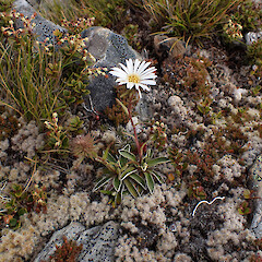 Cobb Valley.<br>Photographer: Jane Gosden, Date taken: 24/01/2023, Licence: <a target='_blank' href='https://creativecommons.org/licenses/by-nc-sa/4.0'>CC BY-NC-SA</a>. <a class='member-message' href='/nzpcn/why-join-nzpcn/' target='_blank'>Members can view a larger version of this image.</a>