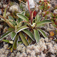 Cobb Valley.<br>Photographer: Jane Gosden, Date taken: 24/01/2023, Licence: <a target='_blank' href='https://creativecommons.org/licenses/by-nc-sa/4.0'>CC BY-NC-SA</a>. <a class='member-message' href='/nzpcn/why-join-nzpcn/' target='_blank'>Members can view a larger version of this image.</a>