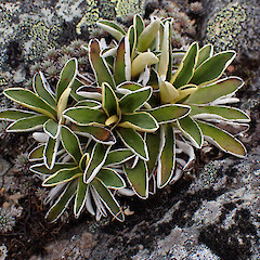 Photographer: Jane Gosden, Date taken: 24/01/2023, Licence: <a target='_blank' href='https://creativecommons.org/licenses/by-nc-sa/4.0'>CC BY-NC-SA</a>. <a class='member-message' href='/nzpcn/why-join-nzpcn/' target='_blank'>Members can view a larger version of this image.</a>
