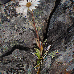 Photographer: Jane Gosden, Date taken: 24/01/2023, Licence: <a target='_blank' href='https://creativecommons.org/licenses/by-nc-sa/4.0'>CC BY-NC-SA</a>. <a class='member-message' href='/nzpcn/why-join-nzpcn/' target='_blank'>Members can view a larger version of this image.</a>