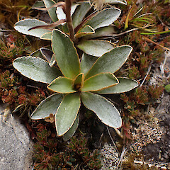Mt Stokes.<br>Photographer: Jane Gosden, Date taken: 19/02/2023, Licence: <a target='_blank' href='https://creativecommons.org/licenses/by-nc-sa/4.0'>CC BY-NC-SA</a>. <a class='member-message' href='/nzpcn/why-join-nzpcn/' target='_blank'>Members can view a larger version of this image.</a>