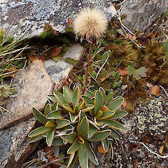 Mt Stokes.<br>Photographer: Jane Gosden, Date taken: 19/02/2023, Licence: <a target='_blank' href='https://creativecommons.org/licenses/by-nc-sa/4.0'>CC BY-NC-SA</a>. <a class='member-message' href='/nzpcn/why-join-nzpcn/' target='_blank'>Members can view a larger version of this image.</a>