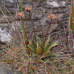 Mt Stokes.<br>Photographer: Jane Gosden, Date taken: 19/02/2023, Licence: <a target='_blank' href='https://creativecommons.org/licenses/by-nc-sa/4.0'>CC BY-NC-SA</a>. <a class='member-message' href='/nzpcn/why-join-nzpcn/' target='_blank'>Members can view a larger version of this image.</a>