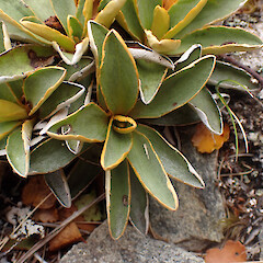 Mt Stokes.<br>Photographer: Jane Gosden, Date taken: 19/02/2023, Licence: <a target='_blank' href='https://creativecommons.org/licenses/by-nc-sa/4.0'>CC BY-NC-SA</a>. <a class='member-message' href='/nzpcn/why-join-nzpcn/' target='_blank'>Members can view a larger version of this image.</a>