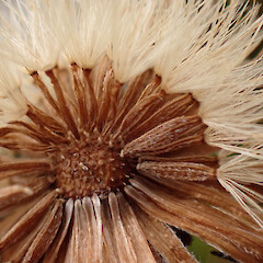 Mt Stokes.<br>Photographer: Jane Gosden, Date taken: 19/02/2023, Licence: <a target='_blank' href='https://creativecommons.org/licenses/by-nc-sa/4.0'>CC BY-NC-SA</a>. <a class='member-message' href='/nzpcn/why-join-nzpcn/' target='_blank'>Members can view a larger version of this image.</a>