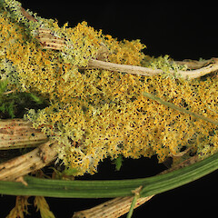 On Carmichaelia australis. Near Harihari, West Coast.<br>Photographer: David Glenny, Licence: <a target='_blank' href='https://creativecommons.org/licenses/by-nc/4.0'>CC BY-NC</a>. <a class='member-message' href='/nzpcn/why-join-nzpcn/' target='_blank'>Members can view a larger version of this image.</a>