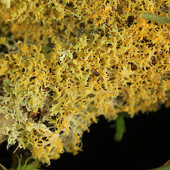 Teloschistes spinosus