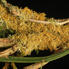 On Carmichaelia australis. Near Harihari, West Coast.<br>Photographer: David Glenny, Licence: <a target='_blank' href='https://creativecommons.org/licenses/by-nc/4.0'>CC BY-NC</a>. <a class='member-message' href='/nzpcn/why-join-nzpcn/' target='_blank'>Members can view a larger version of this image.</a>