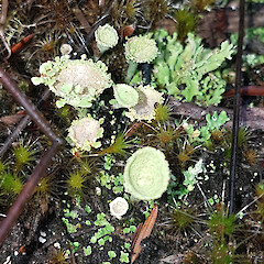 Cladonia pyxidata