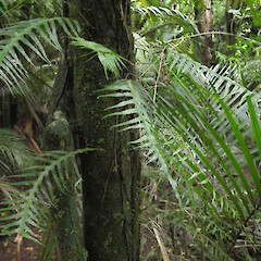 Photographer: Melissa Hutchison, Date taken: 06/05/2013, Licence: <a target='_blank' href='https://creativecommons.org/licenses/by-nc/4.0'>CC BY-NC</a>.