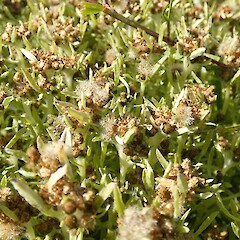 Seeding. Ephemeral coastal lagoon, Southland Plains.<br>Photographer: Jesse Bythell, Date taken: 10/03/2023, Licence: <a target='_blank' href='https://creativecommons.org/licenses/by-nc/4.0'>CC BY-NC</a>. <a class='member-message' href='/nzpcn/why-join-nzpcn/' target='_blank'>Members can view a larger version of this image.</a>