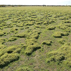 Ephemeral coastal lagoon, Southland Plains.<br>Photographer: Jesse Bythell, Date taken: 10/03/2023, Licence: <a target='_blank' href='https://creativecommons.org/licenses/by-nc/4.0'>CC BY-NC</a>. <a class='member-message' href='/nzpcn/why-join-nzpcn/' target='_blank'>Members can view a larger version of this image.</a>