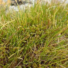 Photographer: Melissa Hutchison, Date taken: 18/12/2020, Licence: <a target='_blank' href='https://creativecommons.org/licenses/by-nc/4.0'>CC BY-NC</a>.