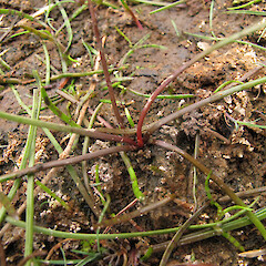 Photographer: Melissa Hutchison, Date taken: 14/02/2015, Licence: <a target='_blank' href='https://creativecommons.org/licenses/by-nc/4.0'>CC BY-NC</a>.