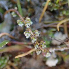 Photographer: Melissa Hutchison, Date taken: 23/01/2020, Licence: <a target='_blank' href='https://creativecommons.org/licenses/by-nc/4.0'>CC BY-NC</a>.