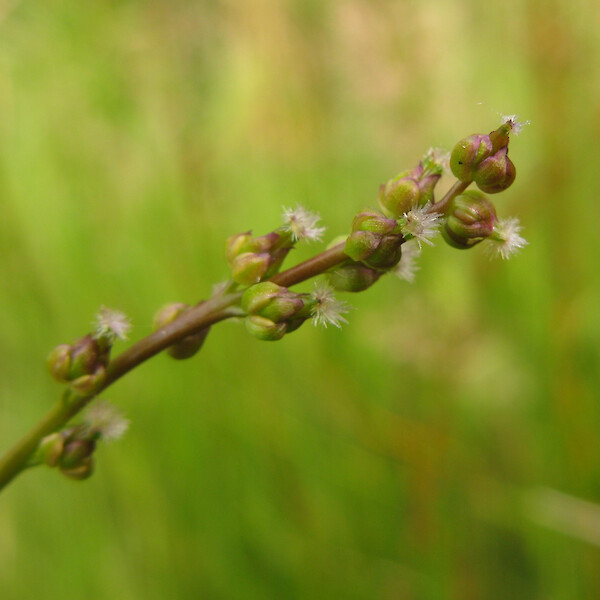 Triglochin palustris