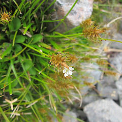 Carex edura