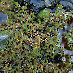 Photographer: Melissa Hutchison, Date taken: 22/02/2020, Licence: <a target='_blank' href='https://creativecommons.org/licenses/by-nc/4.0'>CC BY-NC</a>. <a class='member-message' href='/nzpcn/why-join-nzpcn/' target='_blank'>Members can view a larger version of this image.</a>