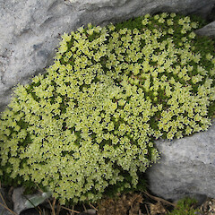 Mt Owen, Kahurangi National Park.<br>Photographer: Melissa Hutchison, Date taken: 30/12/2010, Licence: <a target='_blank' href='https://creativecommons.org/licenses/by-nc/4.0'>CC BY-NC</a>. <a class='member-message' href='/nzpcn/why-join-nzpcn/' target='_blank'>Members can view a larger version of this image.</a>