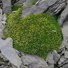 The Haystack, Matiri Range, Kahurangi National Park.<br>Photographer: Melissa Hutchison, Date taken: 30/01/2010, Licence: <a target='_blank' href='https://creativecommons.org/licenses/by-nc/4.0'>CC BY-NC</a>. <a class='member-message' href='/nzpcn/why-join-nzpcn/' target='_blank'>Members can view a larger version of this image.</a>
