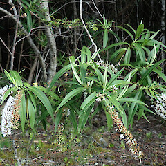 Photographer: Melissa Hutchison, Date taken: 06/02/2020, Licence: <a target='_blank' href='https://creativecommons.org/licenses/by-nc/4.0'>CC BY-NC</a>.