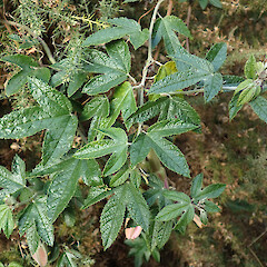 Banks Peninsula.<br>Photographer: Melissa Hutchison, Date taken: 07/05/2021, Licence: <a target='_blank' href='https://creativecommons.org/licenses/by-nc/4.0'>CC BY-NC</a>. <a class='member-message' href='/nzpcn/why-join-nzpcn/' target='_blank'>Members can view a larger version of this image.</a>