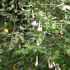 Banks Peninsula.<br>Photographer: Melissa Hutchison, Date taken: 18/04/2009, Licence: <a target='_blank' href='https://creativecommons.org/licenses/by-nc/4.0'>CC BY-NC</a>. <a class='member-message' href='/nzpcn/why-join-nzpcn/' target='_blank'>Members can view a larger version of this image.</a>