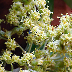 Olearia traversiorum, capitula, Rekohu (Chatham Island), Te One, Department of Conservation Area Office Grounds.<br>Photographer: Peter J de Lange, Date taken: 16/11/2018, Licence: <a target='_blank' href='https://creativecommons.org/licenses/by/4.0'>CC BY</a>.