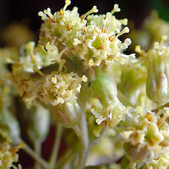 Close up of Olearia traversiorum, capitula, Rekohu (Chatham Island), Te One, Department of Conservation Area Office Grounds.<br>Photographer: Peter J de Lange, Date taken: 16/11/2018, Licence: <a target='_blank' href='https://creativecommons.org/licenses/by/4.0'>CC BY</a>.