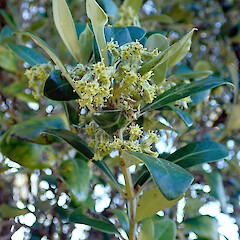 Olearia traversiorum flowering, Rekohu (Chatham Island), Te One, Department of Conservation Area Office Grounds.<br>Photographer: Peter J de Lange, Date taken: 16/11/2018, Licence: <a target='_blank' href='https://creativecommons.org/licenses/by/4.0'>CC BY</a>.