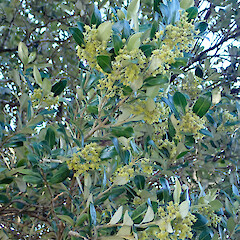 Olearia traversiorum flowering branches Rekohu (Chatham Island), Te One, Department of Conservation Area Office Grounds.<br>Photographer: Peter J de Lange, Date taken: 16/11/2008, Licence: <a target='_blank' href='https://creativecommons.org/licenses/by/4.0'>CC BY</a>.