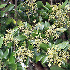 Olearia traversiorum with maturing and partially opened capitula Chatham Islands, Rekohu (Chatham Island), near Waikato, Te Whanga shoreline.<br>Photographer: Peter J de Lange, Date taken: 12/11/2018, Licence: <a target='_blank' href='https://creativecommons.org/licenses/by/4.0'>CC BY</a>.