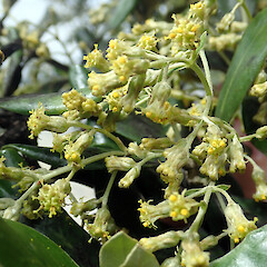 Olearia traversiorum with maturing and partially opened capitula Chatham Islands, Rekohu (Chatham Island), near Waikato, Te Whanga shoreline.<br>Photographer: Peter J de Lange, Date taken: 12/11/2018, Licence: <a target='_blank' href='https://creativecommons.org/licenses/by/4.0'>CC BY</a>.