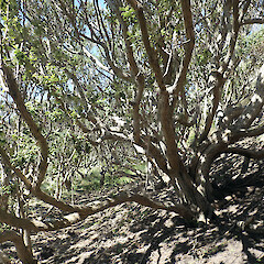 Olearia traversiorum forest overlying sand dunes Rekohu (Chatham Island), south west of Kaingaroa Point, near Lake Pateariki.<br>Photographer: Peter J de Lange, Date taken: 24/02/2021, Licence: <a target='_blank' href='https://creativecommons.org/licenses/by/4.0'>CC BY</a>.