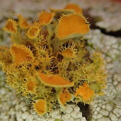 Photographer: Melissa Hutchison, Date taken: 18/03/2023, Licence: <a target='_blank' href='https://creativecommons.org/licenses/by-nc/4.0'>CC BY-NC</a>. <a class='member-message' href='/nzpcn/why-join-nzpcn/' target='_blank'>Members can view a larger version of this image.</a>