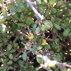 Birdlings Flat, Kaitorete Spit.<br>Photographer: Melissa Hutchison, Date taken: 09/09/2023, Licence: <a target='_blank' href='https://creativecommons.org/licenses/by-nc/4.0'>CC BY-NC</a>. <a class='member-message' href='/nzpcn/why-join-nzpcn/' target='_blank'>Members can view a larger version of this image.</a>