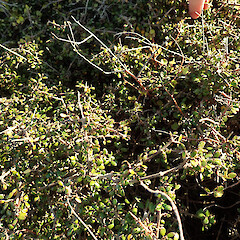 Birdlings Flat, Kaitorete Spit.<br>Photographer: Melissa Hutchison, Date taken: 09/09/2023, Licence: <a target='_blank' href='https://creativecommons.org/licenses/by-nc/4.0'>CC BY-NC</a>. <a class='member-message' href='/nzpcn/why-join-nzpcn/' target='_blank'>Members can view a larger version of this image.</a>