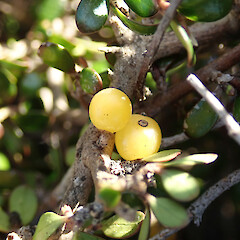 Birdlings Flat, Kaitorete Spit.<br>Photographer: Melissa Hutchison, Date taken: 09/09/2023, Licence: <a target='_blank' href='https://creativecommons.org/licenses/by-nc/4.0'>CC BY-NC</a>. <a class='member-message' href='/nzpcn/why-join-nzpcn/' target='_blank'>Members can view a larger version of this image.</a>