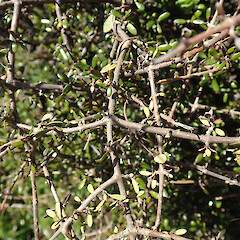 Birdlings Flat.<br>Photographer: Melissa Hutchison, Date taken: 09/09/2023, Licence: <a target='_blank' href='https://creativecommons.org/licenses/by-nc/4.0'>CC BY-NC</a>. <a class='member-message' href='/nzpcn/why-join-nzpcn/' target='_blank'>Members can view a larger version of this image.</a>