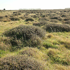 Birdlings Flat.<br>Photographer: Melissa Hutchison, Date taken: 09/09/2023, Licence: <a target='_blank' href='https://creativecommons.org/licenses/by-nc/4.0'>CC BY-NC</a>. <a class='member-message' href='/nzpcn/why-join-nzpcn/' target='_blank'>Members can view a larger version of this image.</a>