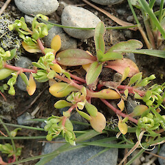 Montia fontana subsp. chondrosperma