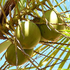 Fruit, Isla de la Pasion, Quintana, Mexico.<br>Photographer: Kimberlie Sasan, Licence: <a target='_blank' href='https://creativecommons.org/licenses/by-nd/4.0'>CC BY-ND</a>.