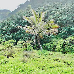 On Raoul Island.<br>Photographer: Stefan Larsen, Licence: <a target='_blank' href='https://creativecommons.org/licenses/by-nc/4.0'>CC BY-NC</a>.