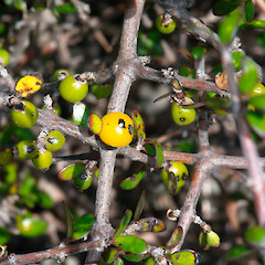 Birdlings Flat, Canterbury.<br>Photographer: Patrick Enright, Licence: <a target='_blank' href='https://creativecommons.org/licenses/by-nc/4.0'>CC BY-NC</a>. <a class='member-message' href='/nzpcn/why-join-nzpcn/' target='_blank'>Members can view a larger version of this image.</a>