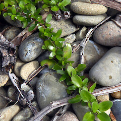 Kapiti Island.<br>Photographer: Peter J de Lange, Licence: Public domain. <a class='member-message' href='/nzpcn/why-join-nzpcn/' target='_blank'>Members can view a larger version of this image.</a>