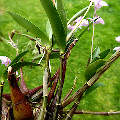 Cultivated plant, Whanganui.<br>Photographer: Colin C. Ogle, Date taken: 23/09/2023, Licence: Public domain. <a class='member-message' href='/nzpcn/why-join-nzpcn/' target='_blank'>Members can view a larger version of this image.</a>
